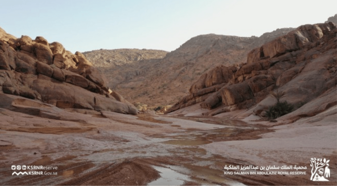 King Salman Royal Nature Reserve incorporates three existing natural reserves (File/@KSRNReserve)