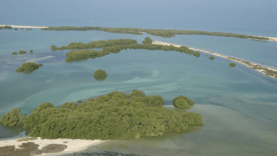 UAE to plant 10 mangrove trees for every COP28 attendee - News Khaleej Times Supplied photo