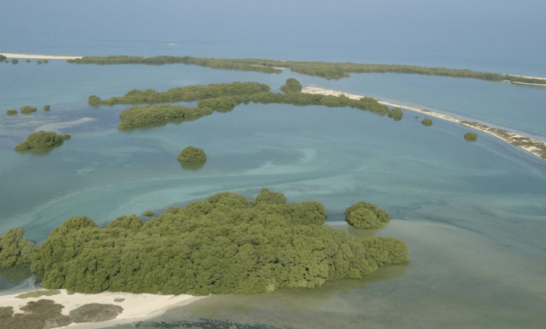UAE to plant 10 mangrove trees for every COP28 attendee - News Khaleej Times Supplied photo