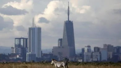 The Nairobi skyline is seen in the background as a zebra walks through the Nairobi National Park, near Nairobi, Kenya, December 3, 2018. REUTERS/Amir Cohen