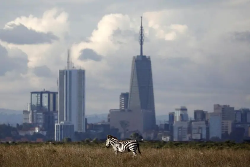 The Nairobi skyline is seen in the background as a zebra walks through the Nairobi National Park, near Nairobi, Kenya, December 3, 2018. REUTERS/Amir Cohen